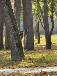 Smagi mankšta parke (10)